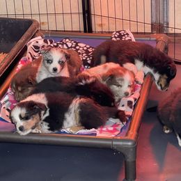Australian Shepherd, Miniature American Shepherd, and Miniature Australian Shepherd Puppies from Painted Blue Aussies