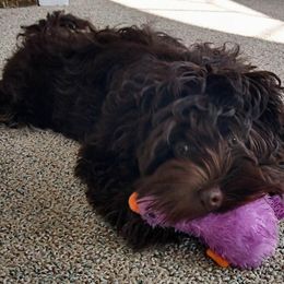 Havanese Puppies from Court Jester Havanese