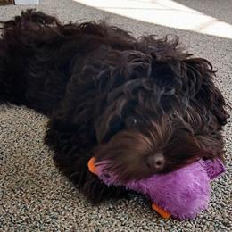 Havanese Puppies from Court Jester Havanese