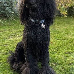 Poodles from Wychygreene Farm