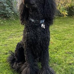 Poodles from Wychygreene Farm