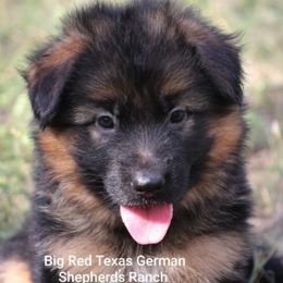 German Shepherd Puppies from Big Red Texas German Shepherds Ranch