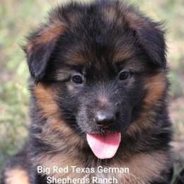 German Shepherd Puppies from Big Red Texas German Shepherds Ranch