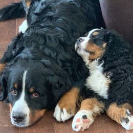 Bernese Mountain Dog puppies from Bernese of Agape Acres