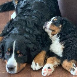 Bernese Mountain Dog puppies from Bernese of Agape Acres
