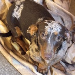 Gladys - Dachshund