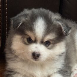 Pomsky Puppies from Royal Pomskies