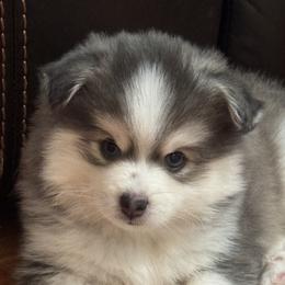 Pomsky Puppies from Royal Pomskies