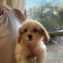 Cooper - Apricot and white male Cavachon puppy in Kerrville, Texas from Blount pups