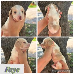 Faye - Piebald female Dachshund puppy in Wichita Falls, Texas from Long Dogs in The Falls