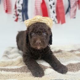 Doug - Chocolate male Labradoodle puppy in Taylor, Michigan from Mi Best Doodle Ever, LLC