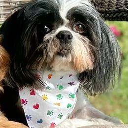 Bonnie - Shih Tzu