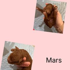 Mars - Red male Irish Doodle puppy in Harrisburg, Arkansas from Ransone’s Ridge Runners Poodles and Doodles