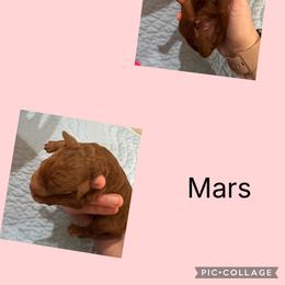 Mars - Red male Irish Doodle puppy in Harrisburg, Arkansas from Ransone’s Ridge Runners Poodles and Doodles
