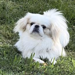Tuff - Pekingese