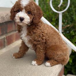 Halle - Red  female Poodle puppy in Belleville, New Jersey from TK Poodles