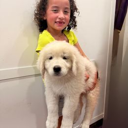 Pink Girl - White female Maremma Sheepdog puppy in Kings County, California from Prancing Pony Farm Maremma Sheepdogs