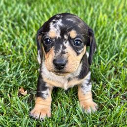 Eclipse - Dapple male Dachshund puppy in Salem, Oregon from Longdox Mini Dachshunds