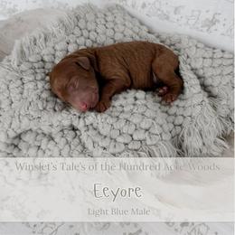 Eeyore - Red  male Goldendoodle puppy in Roanoke Rapids, North Carolina from Sweeter than Honey Doodles