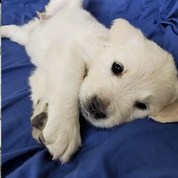 Golden Retriever Puppies from Olivia Denham
