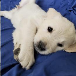 Golden Retriever Puppies from Olivia Denham