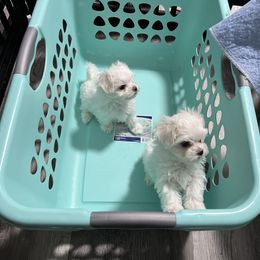 "Zero & Ghost " Maltese Puppies from Genice’s Small Wonders