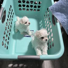 "Zero & Ghost " Maltese Puppies from Genice’s Small Wonders