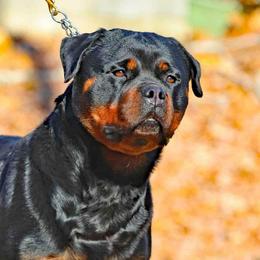 Gertie - Rottweiler