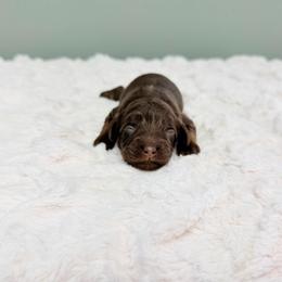 Morticia - Chocolate female Cavapoo puppy in Springfield, Ohio from Dawson & Daryn's Royal Companions