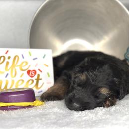 Xenos - Yellow - Black and red male German Shepherd puppy in Iola, Wisconsin from DeFelice's German Shepherds