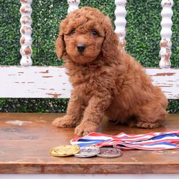Australian Labradoodle Puppies from New England Labradoodles