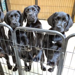 Labrador Retriever Puppies from Shadowhawk Labrador Retrievers