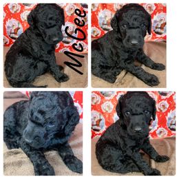 Poodle Puppies from Wonderland Kennel