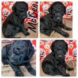 Poodle Puppies from Wonderland Kennel