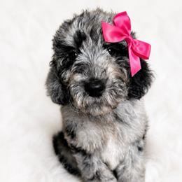 Pink collar - Merle female Goldendoodle puppy in Christiana, Tennessee from Rechlicz Family Doodles