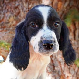 Girl 2 - female English Springer Spaniel puppy in Great Falls, Montana from Big Sky Springers