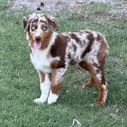 Nala - Red merle female Australian Shepherd puppy in Plant City, Florida from G2K9’s