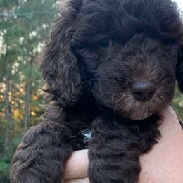 Goldendoodle Puppies from FamilyLoved Doodles