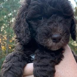Goldendoodle Puppies from FamilyLoved Doodles