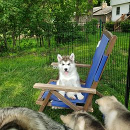 Alaskan Malamute Puppies from Delphi Alaskan Malamutes