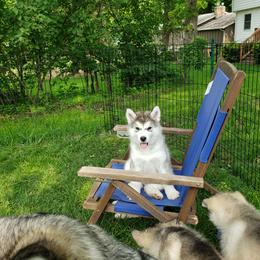Alaskan Malamute Puppies from Delphi Alaskan Malamutes