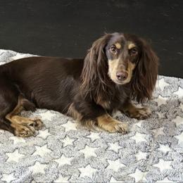 Loki - Dachshund