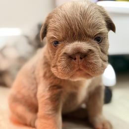 Dachshund and French Bulldog Puppies from Slinky Doxie 305
