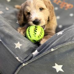 Saint Berdoodle Puppies from Highland Ridge Doodles