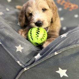Saint Berdoodle Puppies from Highland Ridge Doodles