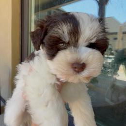 Leela - Parti female Miniature Schnauzer puppy in Calera, Alabama from Tuck’s Farmstead