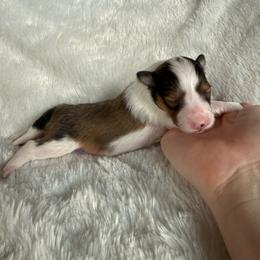 Doralee - White and sable female Shetland Sheepdog puppy in Germantown, Tennessee from Huckleberry Farms Shelties