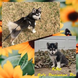 French Bulldog and Pomsky Puppies from Ba's Designer Puppies