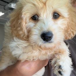 Pastel pink girl - Apricot female Aussiedoodle puppy in Nacogdoches, Texas from Glo’s Aussiedoodles