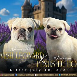 Pug puppies from Whimsical White Pugs - Quality Comes First